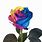 Long Stem Rainbow Rose
