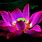 Lotus Flower Laptop Wallpaper
