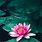 Lotus Flower Phone Wallpaper