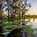 Louisiana Swamp Photography