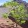 Lysiloma Tree Arizona