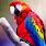 Macaw 4K