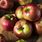 Macintosh Apple Fruit
