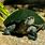 Madagascan Big-Headed Turtle