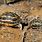 Madagascar Spider Tortoise