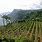 Madeira Vineyards