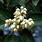 Madrone Flowers