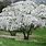 Magnolia Stellata Tree