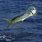 Mahi Mahi Dolphin Fish