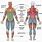 Major Muscle Groups Body