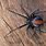 Male Australian Redback Spider