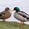 Mallard Duck Couple
