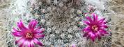Mammillaria Old Lady Cactus