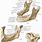 Mandibular Bone Anatomy
