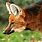 Maned Wolf Face