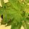 Marijuana Plant Diseases