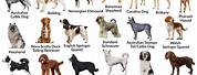 Med Size Dog Breeds