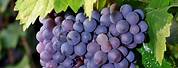 Merlot Wine Grapes