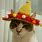 Mexican Hat Cat
