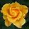 Midas Touch Rose