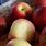 Minnesota Apple Varieties