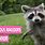 Mischievous Raccoon