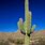 Mojave Desert Cactus