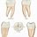 Molar Teeth Anatomy