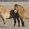 Mongolian Horse Breeds