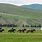 Mongolie Ferme Orkhon