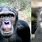Monkey and Chimpanzee
