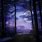 Moonlight Forest