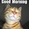 Morning Cat Meme