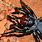 Most Poisonous Spider in Australia