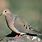 Mourning Dove Photos