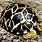 Myanmar Star Tortoise