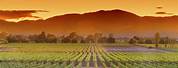 Napa Valley California Vineyards