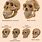 Neanderthal Human Skull
