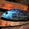 Nimbochromis Fuscotaeniatus