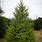 Norway Spruce Christmas Tree