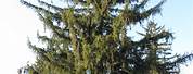 Norway Spruce Tree Branch