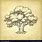 Oak Tree Sketches Drawings