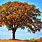 Oak Tree in Autumn