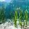 Ocean Seaweed