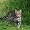 Ocelot Wild Cat