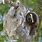 One Toed Sloth