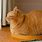 Orange Cat Loaf