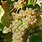 Organic Colombard Grapes