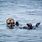 Otter Sea Monterey Bay