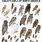 Owl Species Chart